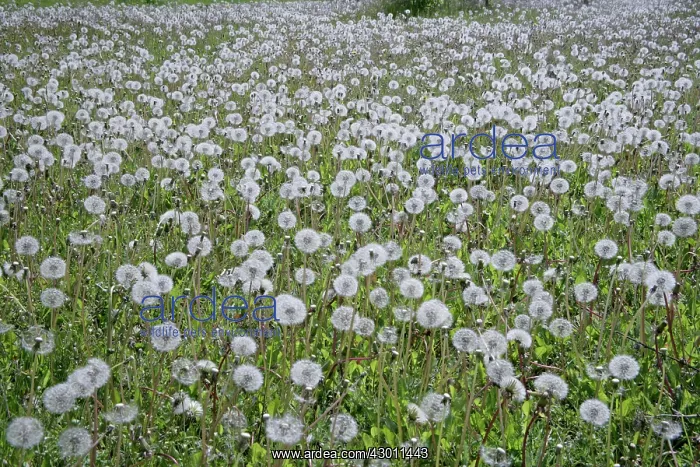 : Dandelions in field Oxfordshire, UK : Dandelions in field Oxfordshire, UK