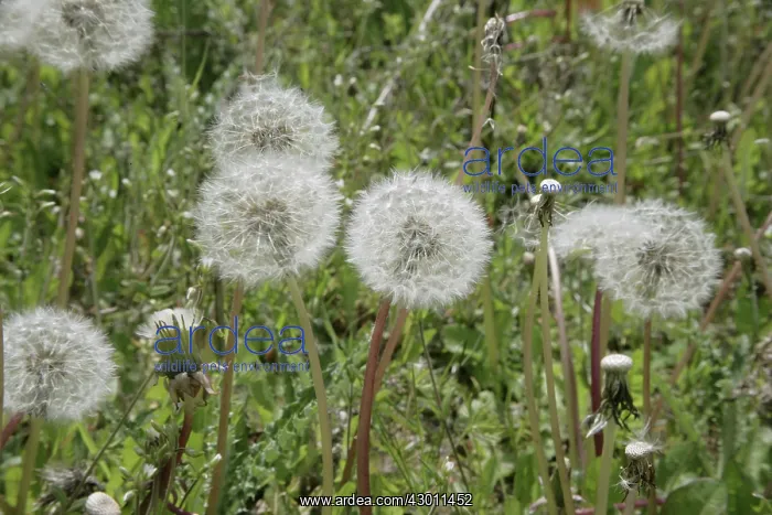 : Dandelions in field Oxfordshire, UK : Dandelions in field Oxfordshire, UK