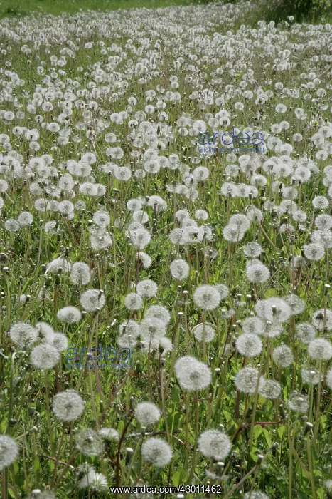 : Dandelions in field Oxfordshire, UK : Dandelions in field Oxfordshire, UK
