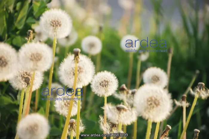 : Dandelions growing near green grass : Dandelions growing near green grass