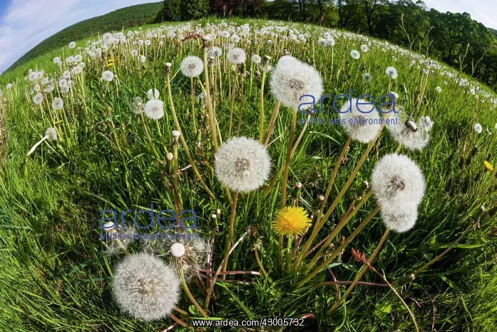 : Dandelions, meadow covered with blossom seedheads : Dandelions, meadow covered with blossom seedheads