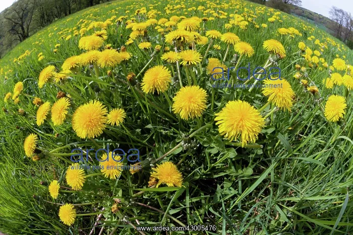 : Dandelions, meadow covered with blossom, taken with : Dandelions, meadow covered with blossom, taken with