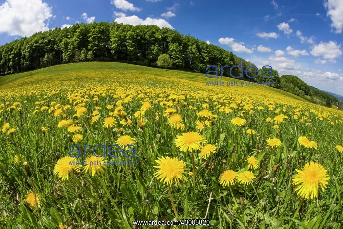 : Dandelions, meadow covered with blossom, taken with : Dandelions, meadow covered with blossom, taken with
