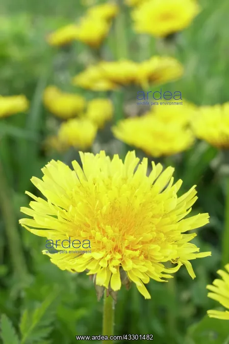  : Dandelions - Norfolk UK
