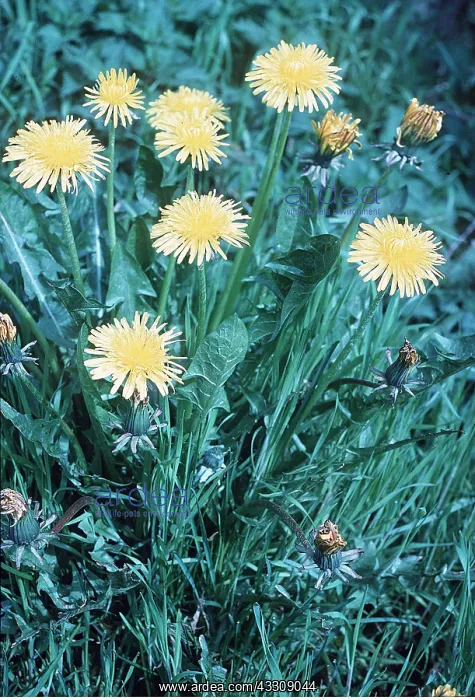 : DANDELIONS - on roadside : DANDELIONS - on roadside