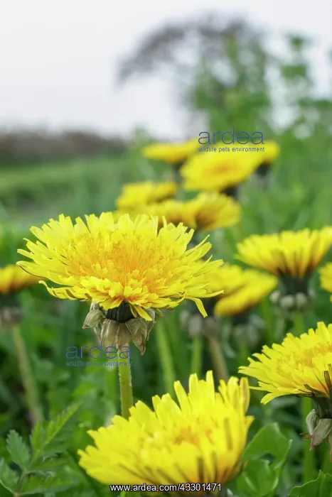: Dandelions on roadside verge - Norfolk UK : Dandelions on roadside verge - Norfolk UK