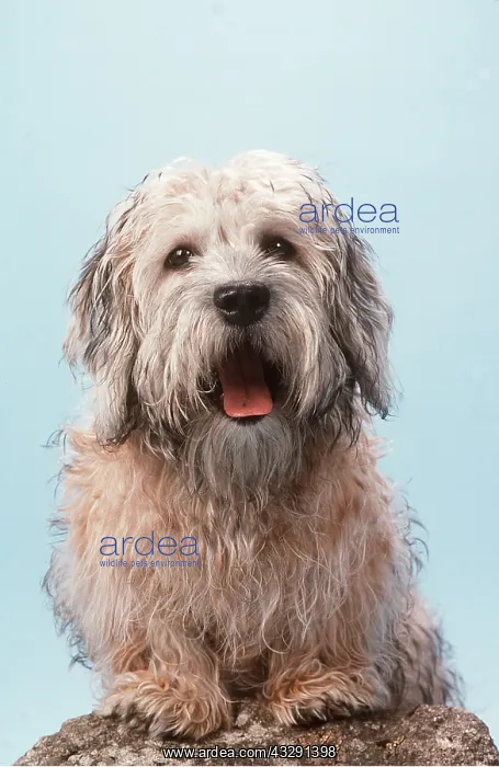  : DANDIE DINMONT TERRIER DOG