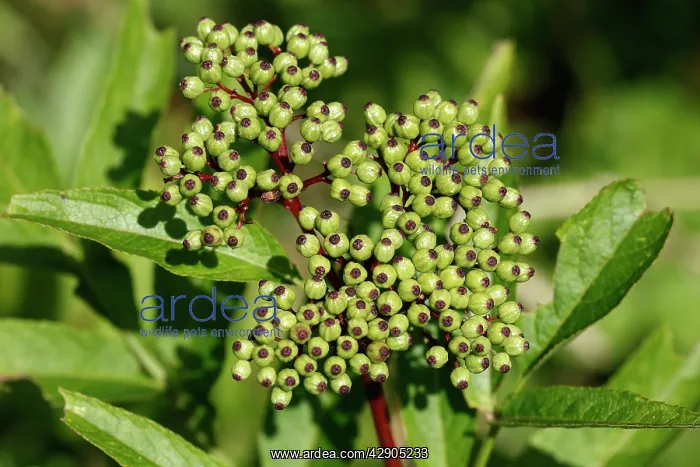 : Danewort / Dane Weed / Danesblood / Dwarf Elder : Danewort / Dane Weed / Danesblood / Dwarf Elder
