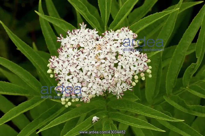  : Danewort  /  Dwarf Elder in flower