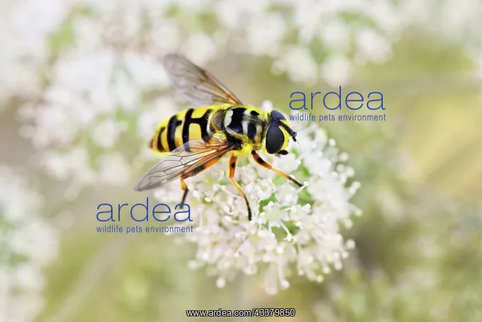 : Dangling sunlover (Helophilus pendulus), on flower : Dangling sunlover (Helophilus pendulus), on flower