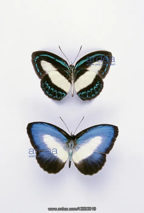  : Danis Blue Butterflies