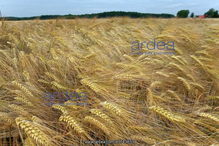 : Danish Wheat Field : Danish Wheat Field