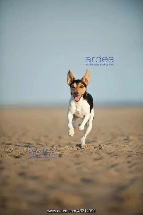 : Dansk-Svensk Gardshund or Danish-Swedish Farmdog : Dansk-Svensk Gardshund or Danish-Swedish Farmdog