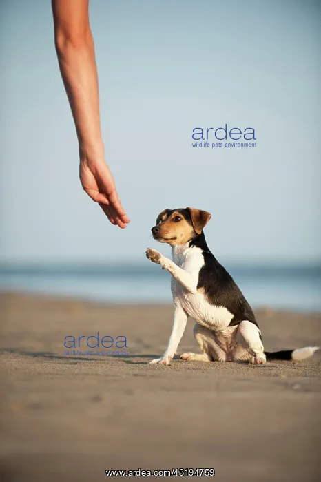 : Dansk-Svensk Gardshund, Danish Swedish Farmdog offering : Dansk-Svensk Gardshund, Danish Swedish Farmdog offering