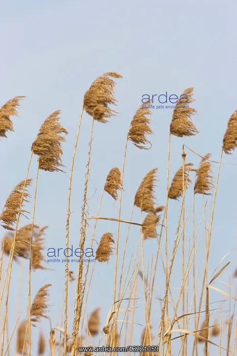 : Danube Delta, reed from last year. Reed : Danube Delta, reed from last year. Reed