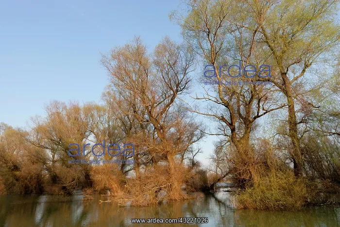 : Danube Delta during spring, with flooded : Danube Delta during spring, with flooded