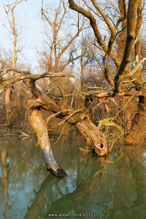 : Danube Delta during spring, with flooded : Danube Delta during spring, with flooded