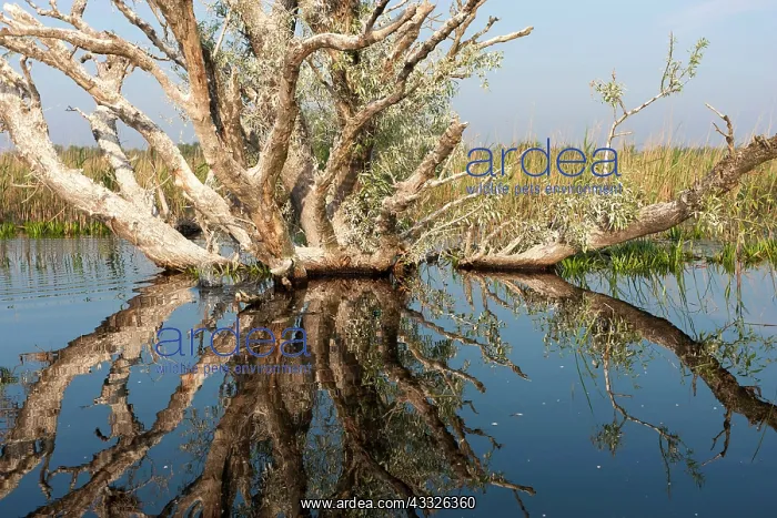 : Danube Delta during spring, with flooded : Danube Delta during spring, with flooded