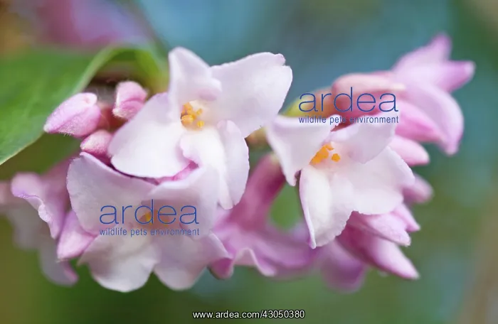 : Daphne, Daphne bholua Jacqueline Postill : Daphne, Daphne bholua Jacqueline Postill