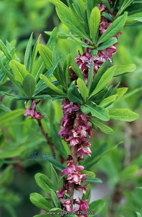 : Daphne mezereon : Daphne mezereon