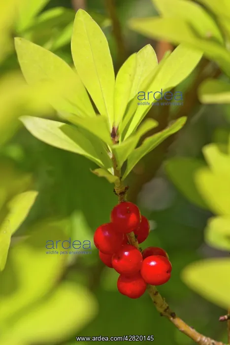 : Daphne mezerium - poisonous shrub found in chalk : Daphne mezerium - poisonous shrub found in chalk