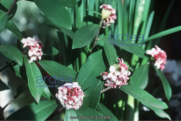 : DAPHNE ODORA : DAPHNE ODORA