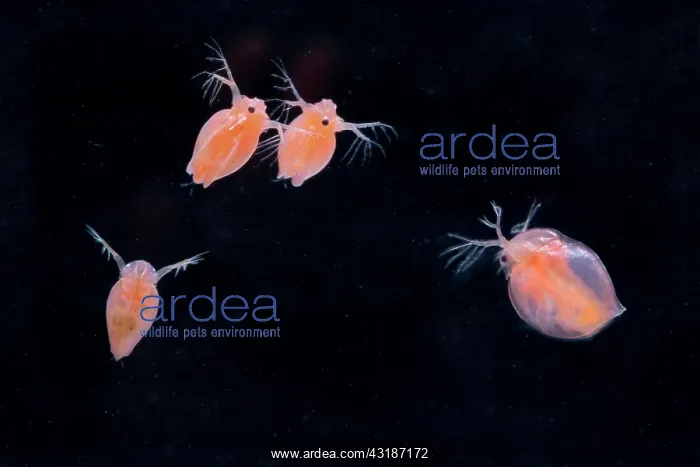 : Daphnia magna (Daphnia Magna) in red colouration : Daphnia magna (Daphnia Magna) in red colouration