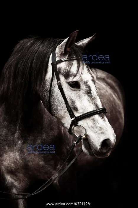 : Dapple gray gelding, PRE, Pura Raza Espaola, with : Dapple gray gelding, PRE, Pura Raza Espaola, with