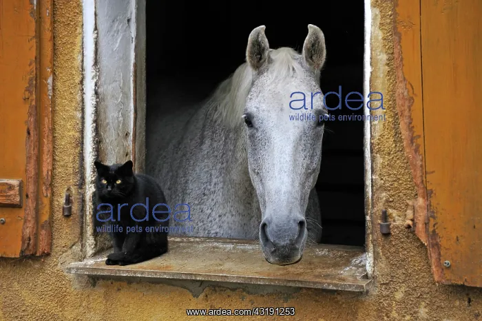 : A dapple gray looking out a barn window, a black : A dapple gray looking out a barn window, a black