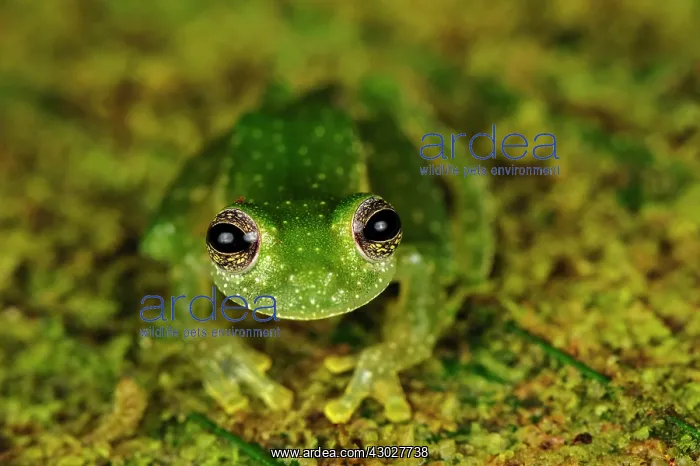  : Dappled Glassfrog, San Cipriano, Choco, Colombia
