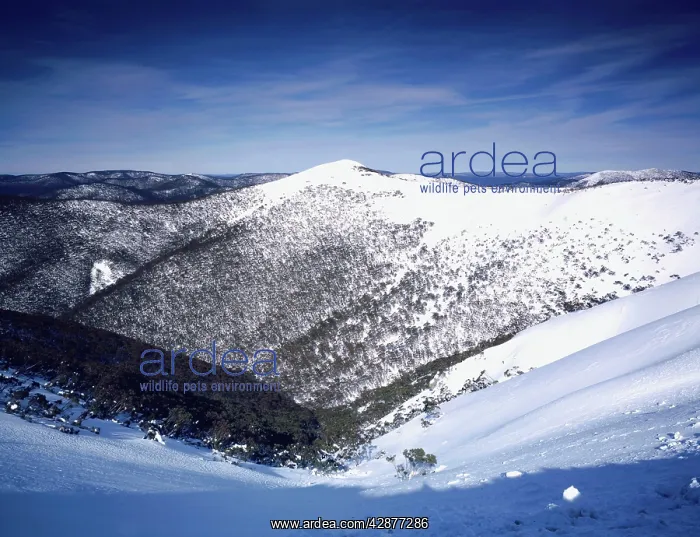 : Dargo High Plain (Mt Hotham snowfield) : Dargo High Plain (Mt Hotham snowfield)