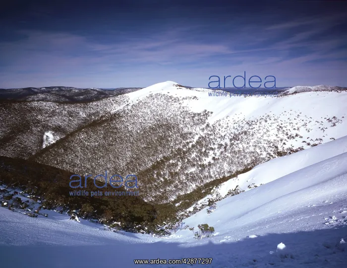 : Dargo High Plain (Mt Hotham snowfield) : Dargo High Plain (Mt Hotham snowfield)
