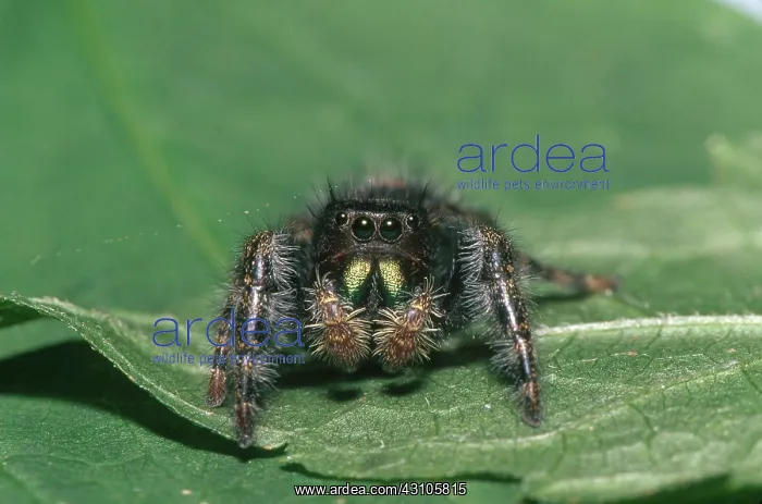  : Daring Jumping Spider