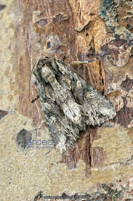 : Dark arches Moth - resting on trunk : Dark arches Moth - resting on trunk