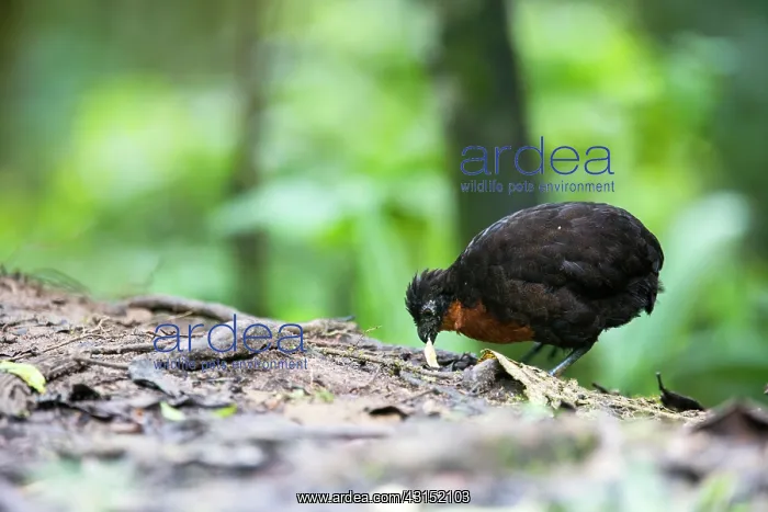: Dark-backed wood quail (Odontophorus melanototus) : Dark-backed wood quail (Odontophorus melanototus)