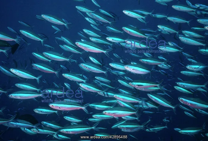 : Dark-banded / Neon / Bluestreak FUSILIER Fish - school : Dark-banded / Neon / Bluestreak FUSILIER Fish - school