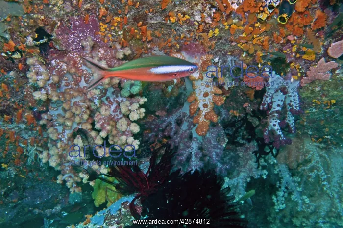 : Dark-banded / Neon / Bluestreak Fusilier - Red : Dark-banded / Neon / Bluestreak Fusilier - Red
