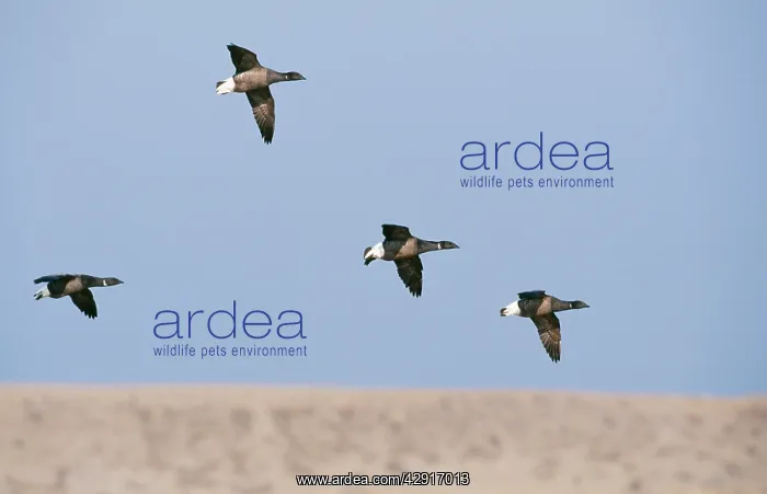 : Dark bellied Brent GEESE - four in flight : Dark bellied Brent GEESE - four in flight