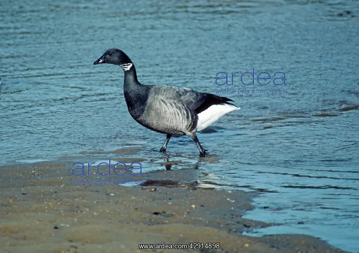: Dark Bellied Brent GOOSE : Dark Bellied Brent GOOSE