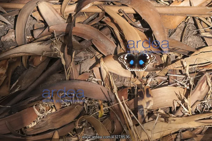 : Dark Blue Pansy Butterfly (Junonia oenone) rest : Dark Blue Pansy Butterfly (Junonia oenone) rest