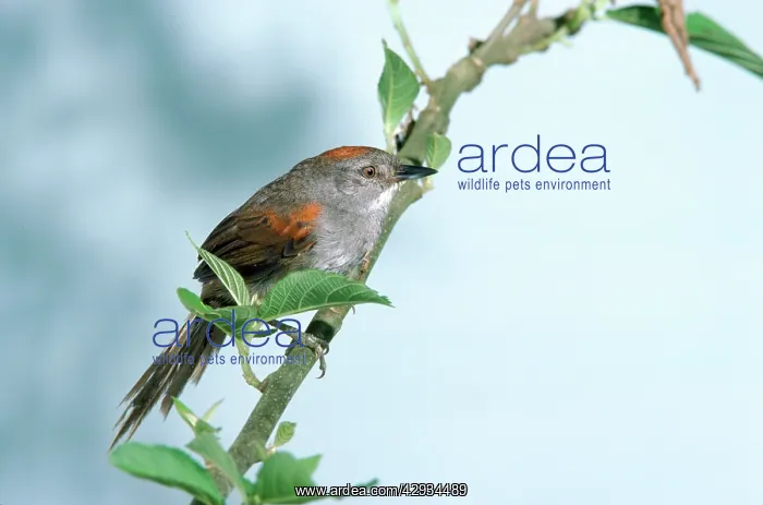 : Dark-breasted SPINETAIL : Dark-breasted SPINETAIL