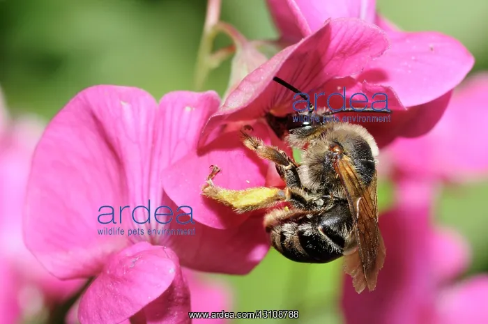 : Dark Bumble bee (Eucera nigrescens) female foraging : Dark Bumble bee (Eucera nigrescens) female foraging