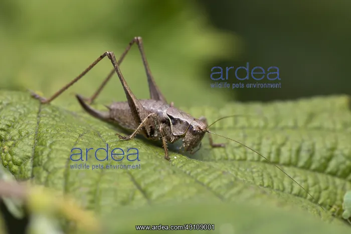  : Dark Bush Cricket - Cornwall - UK