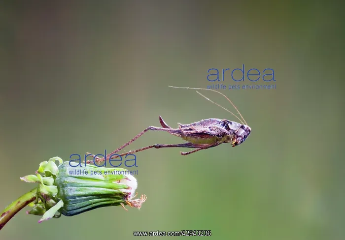 : Dark bush cricket - female jumping : Dark bush cricket - female jumping