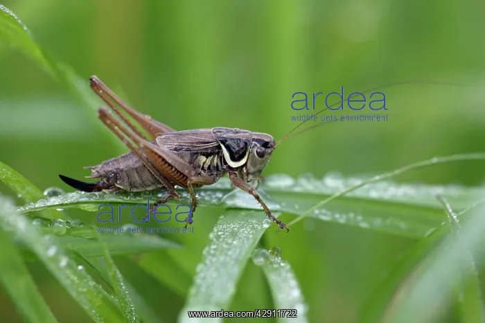 : Dark Bush-cricket - male resting on grass blade : Dark Bush-cricket - male resting on grass blade
