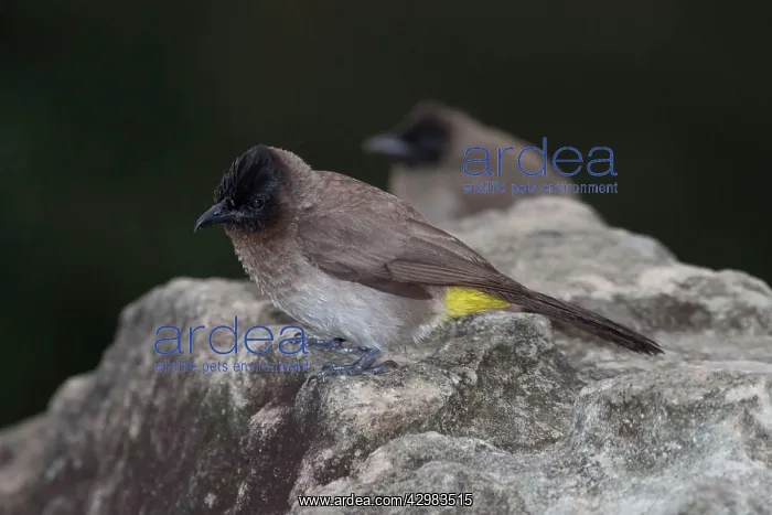 : Dark-capped Bulbul / Black-eyed Bulbul : Dark-capped Bulbul / Black-eyed Bulbul