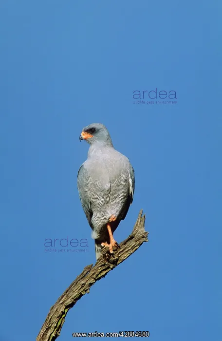  : Dark Chanting Goshawk