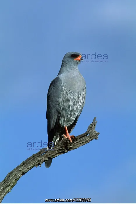  : Dark Chanting Goshawk