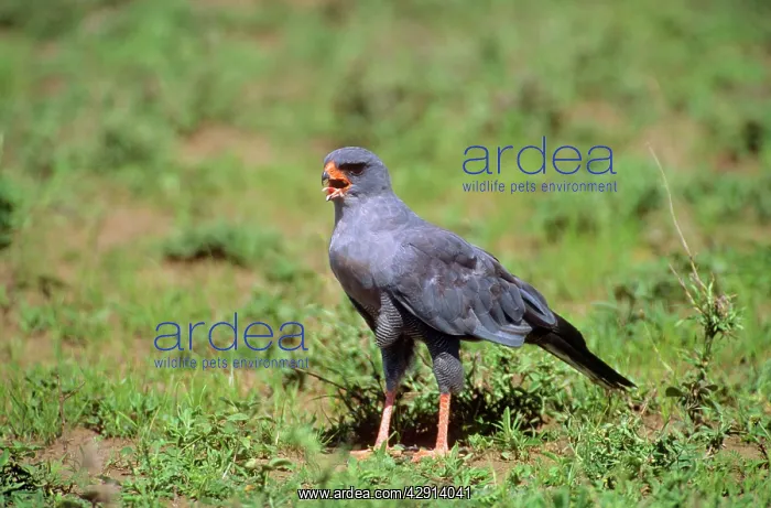  : Dark Chanting Goshawk - juvenile calling