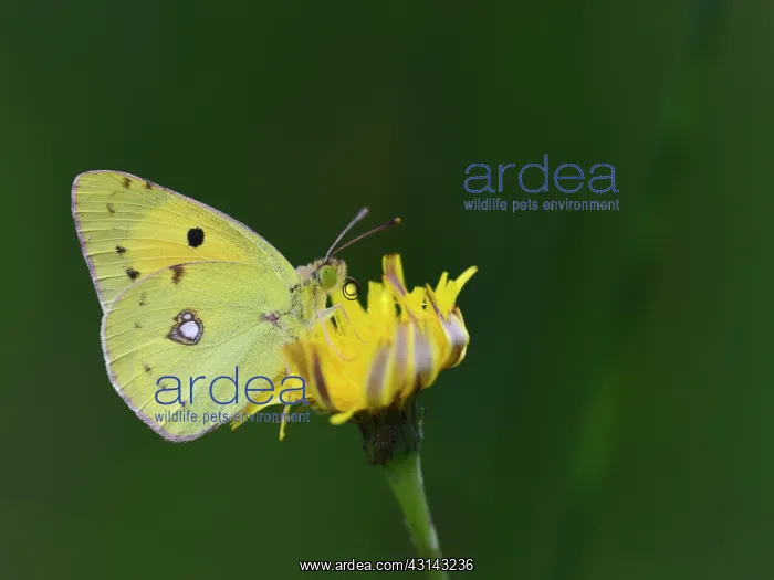 : Dark Clouded Yellow : Dark Clouded Yellow